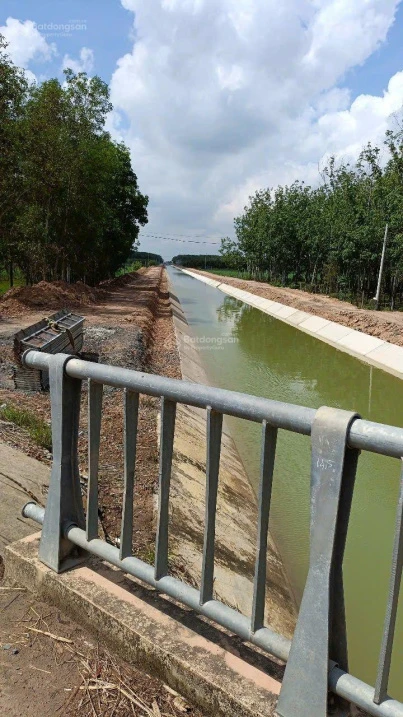 Tôi chính chủ cần bán gấp 10 hecta đất đen đường nhựa lớn giá 1,35tỷ/mẫu tại xã Ninh Điền TN - Ảnh thu nhỏ 2