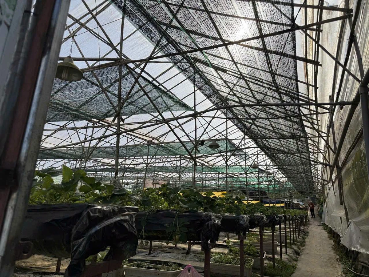 Bán đất mặt tiền 600m2 Ngô Tất Tố, Đà Lạt - Ảnh thu nhỏ 3