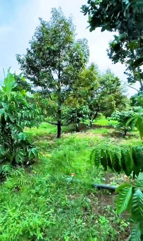 Bán đất vườn 1870m² Phường Xuân Lập Long Khánh Đồng Nai