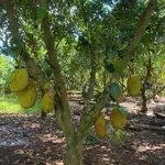 Bán đất vườn 500m² Bảo Vinh, Đồng Nai - Ảnh thu nhỏ 2