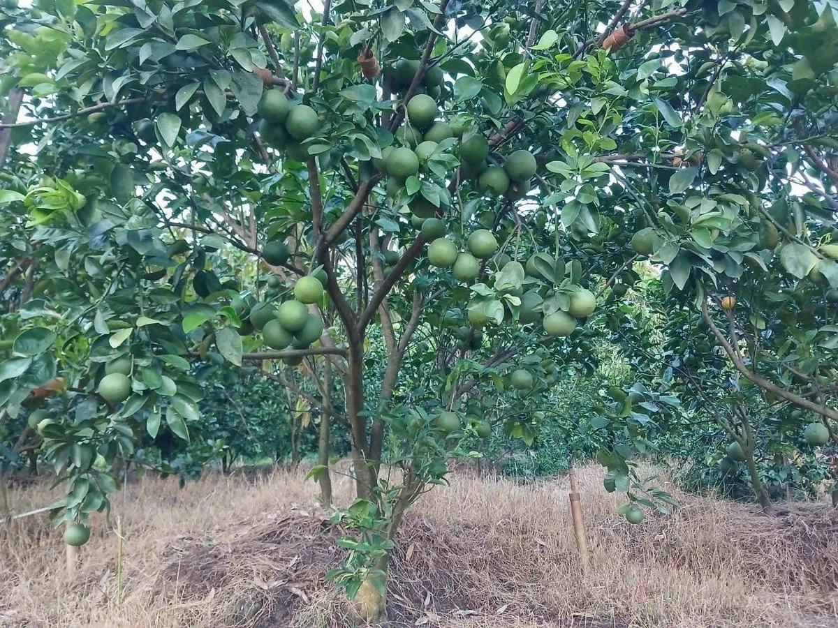 Bán vườn bưởi cam sầu riêng 5.339m² Vĩnh Long - Ảnh 1