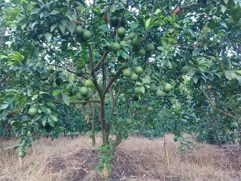 Bán vườn bưởi cam sầu riêng 5.339m² Vĩnh Long