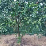 Bán vườn bưởi cam sầu riêng 5.339m² Vĩnh Long - Ảnh thu nhỏ 1