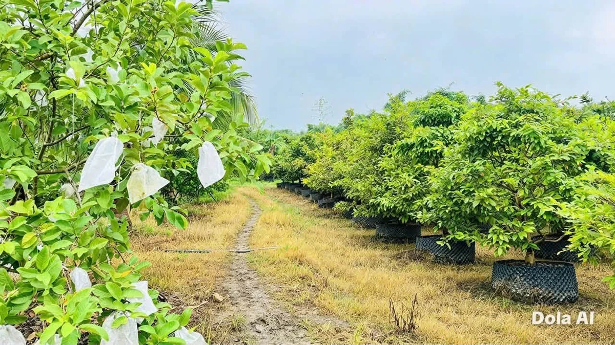Bán vườn mai gần 2 hecta Tân Triều Đồng Nai 24 tỷ - Ảnh thu nhỏ 2