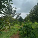 Bán đất Phú Riêng Bình Phước 400m2 giá 2 tỷ - Ảnh thu nhỏ 3