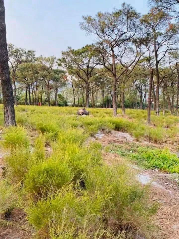 Bán đất nghỉ dưỡng 2600m2 tại Chí Linh, Hải Phòng 3 tỷ - Ảnh thu nhỏ 3