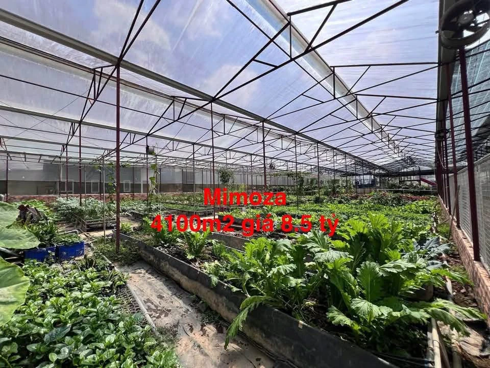 Bán lô đất 4100m2 đường Mimoza Đà Lạt 8.5 tỷ - Ảnh 1
