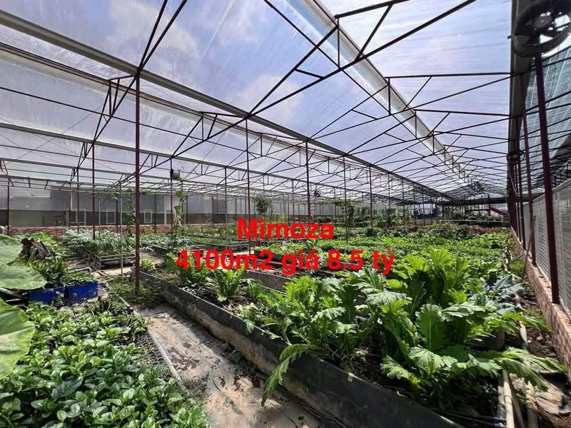 Bán lô đất 4100m2 đường Mimoza Đà Lạt 8.5 tỷ