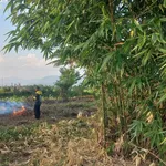 Bán đất nông nghiệp 1,6 mẫu Ninh Sơn, Ninh Thuận 900 triệu - Ảnh thu nhỏ 4