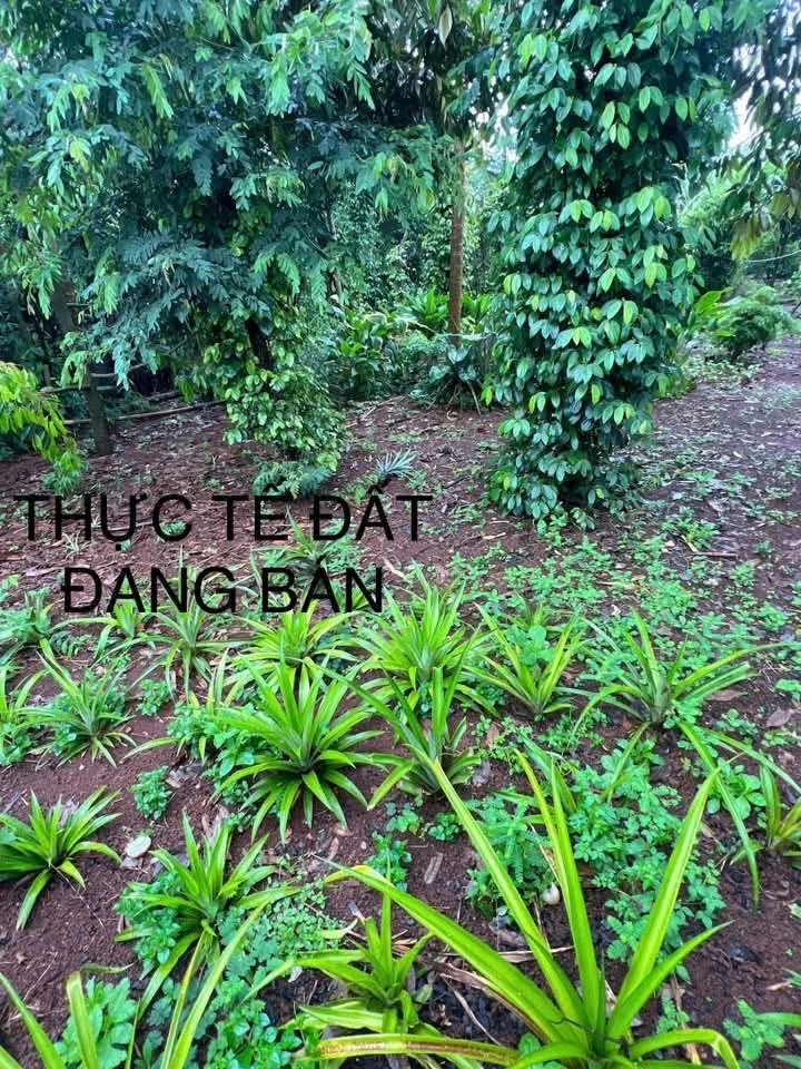 Bán lô đất 492m² ở Bình Mộc Thuận 2.2 tỷ - Ảnh thu nhỏ 2