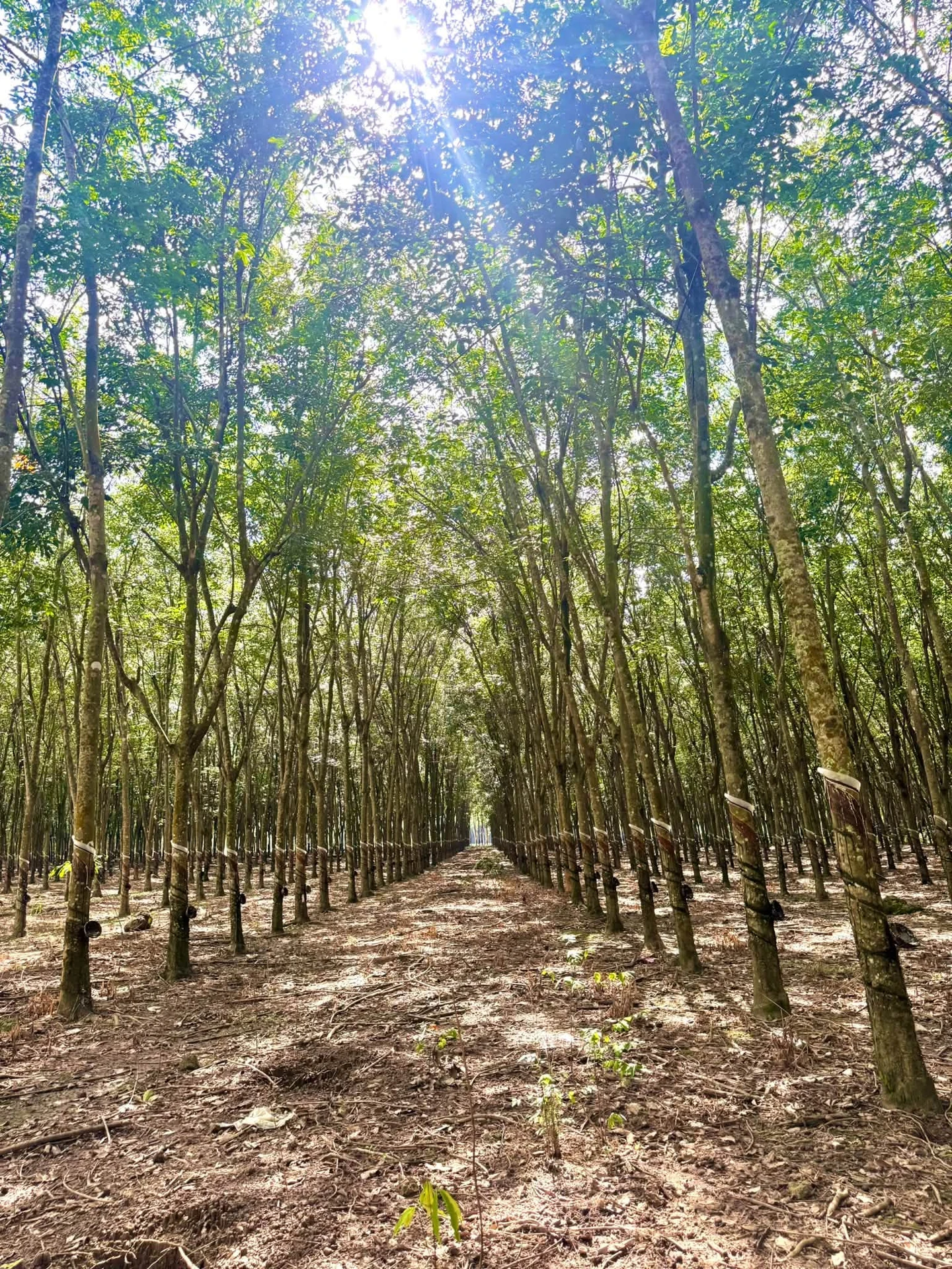 Bán đất 2,5ha mặt tiền 322m Tân Thành Bình Chánh - Ảnh 1