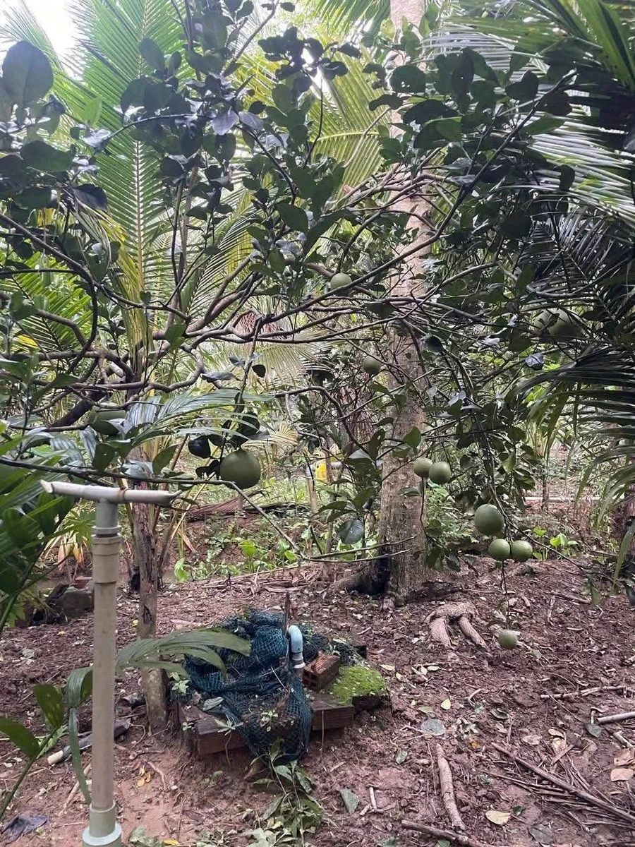 Bán vườn bưởi 3,3 công tại Châu Thành, Bến Tre - Ảnh thu nhỏ 5