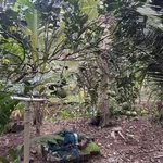 Bán vườn bưởi 3,3 công tại Châu Thành, Bến Tre - Ảnh thu nhỏ 5
