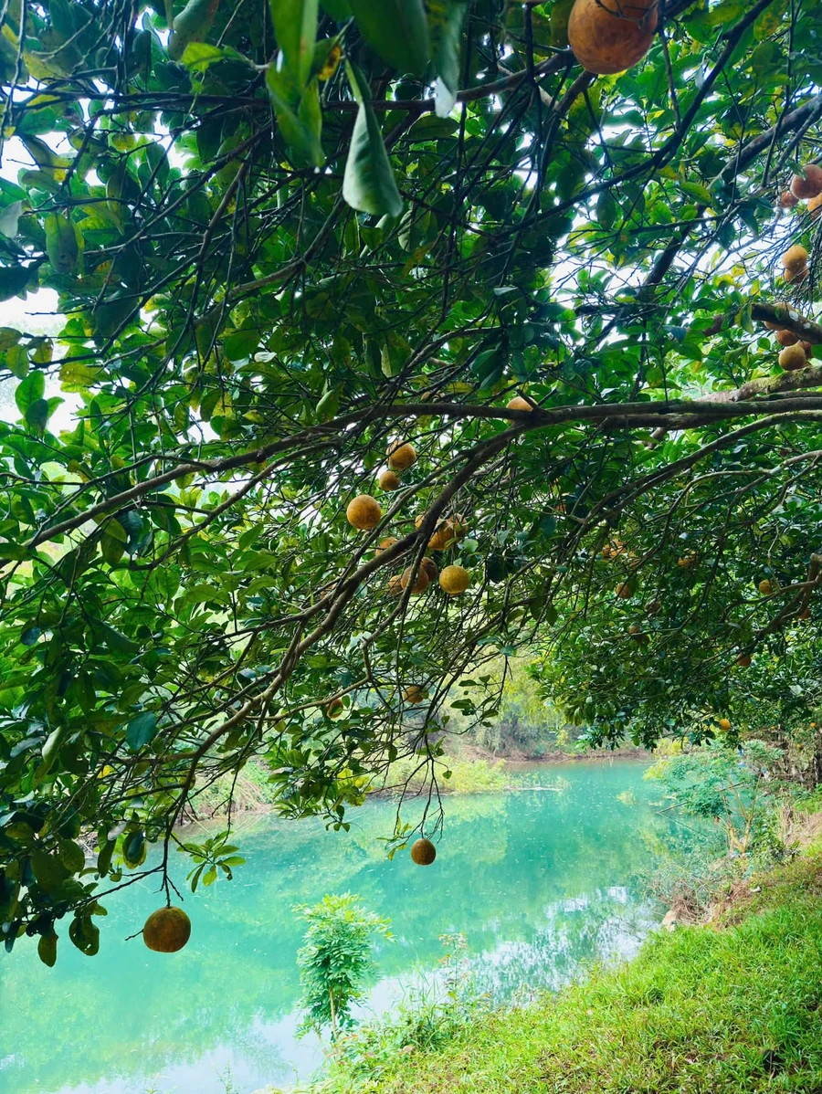 Đất bám sông Bưởi với vườn bưởi 935m² tại Tân Lạc, Hòa Bình - Ảnh thu nhỏ 3