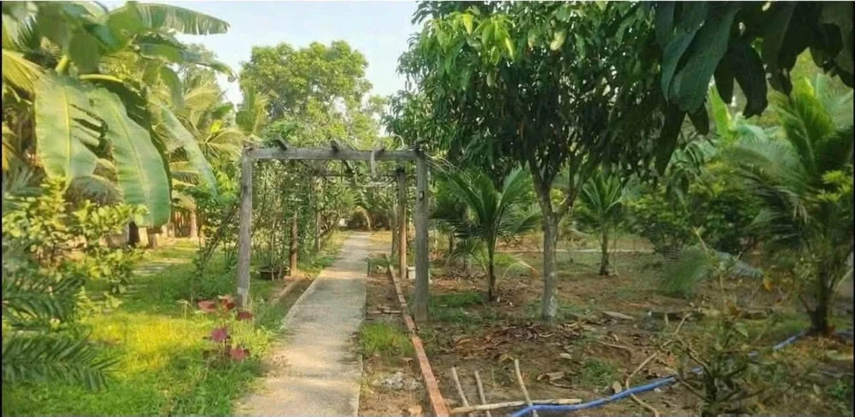Bán nhà vườn An Điền 1.411m2 giá 4,5 tỷ - Ảnh thu nhỏ 5