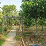 Bán nhà vườn An Điền 1.411m2 giá 4,5 tỷ - Ảnh thu nhỏ 5