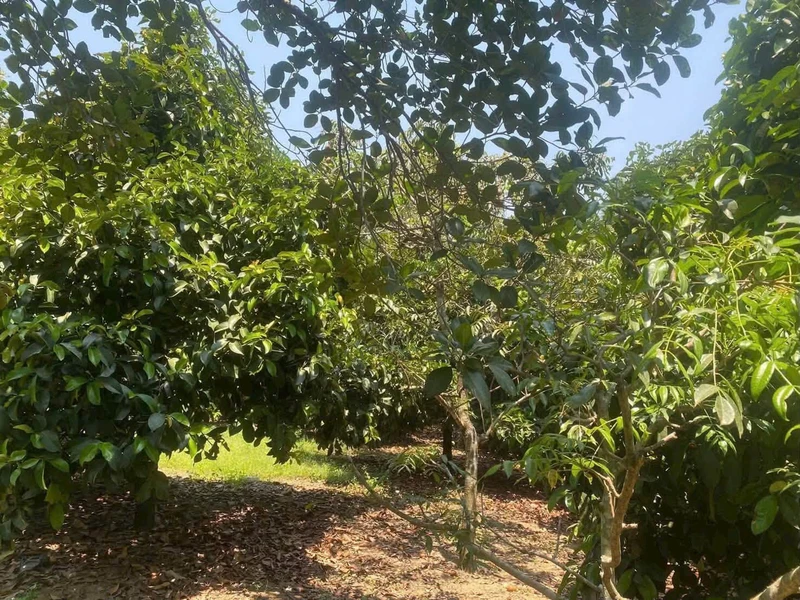 Bán đất Ninh Thuận 1000m² 1,5 tỷ sổ sẵn giáp sông