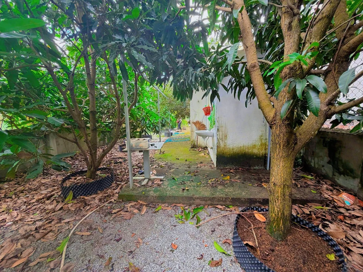 Bán mảnh vườn cây trái 300m2 Nguyễn Văn Lang, Tân Thành - Ảnh thu nhỏ 5