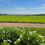 Bán đất 233m2 có quán cafe view ruộng Buôn Ma Thuột 1 tỷ 790 - Ảnh thu nhỏ 2