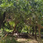 Bán đất 866,7m² sát chợ Cẩm Sơn, Bà Rịa - Vũng Tàu, 1 tỷ 590 triệu - Ảnh thu nhỏ 4