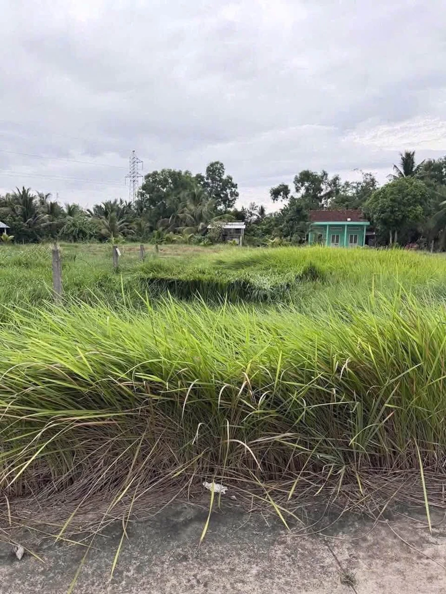 Bán gấp đất thổ cư 5x20m lộ Xuân Hoà, phường Khánh Hậu, Tây Ninh - Ảnh 1