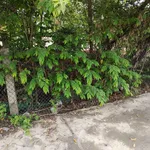 Bán 2 lô đất thổ cư Ninh Hòa 210m², 850 triệu/lô - Ảnh thu nhỏ 5