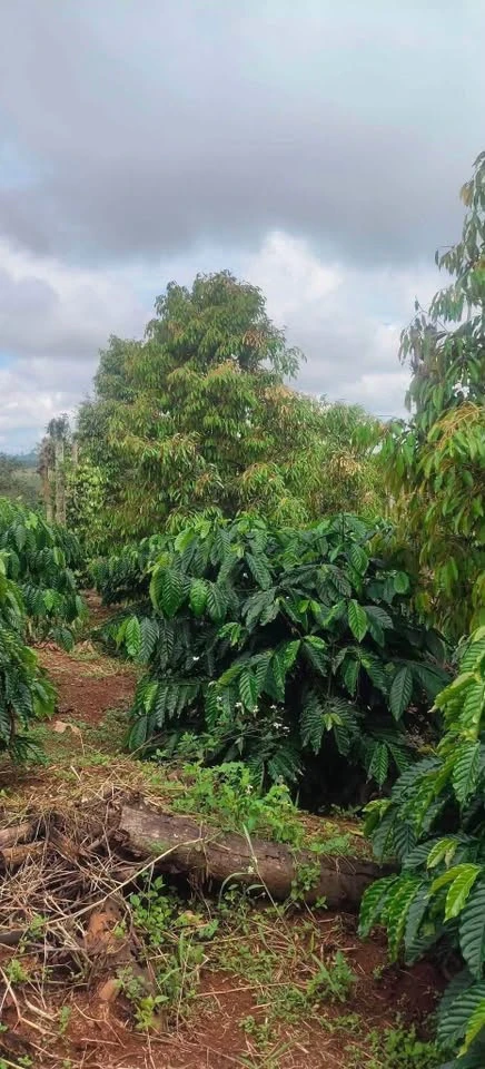 Bán rẫy 1.26ha Gia Nghĩa Lâm Đồng, giá 3 tỷ - Ảnh thu nhỏ 3