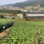 Bán đất thôn 2 Đạ Ròn 1480m2, 1 tỷ 8 - Ảnh thu nhỏ 3