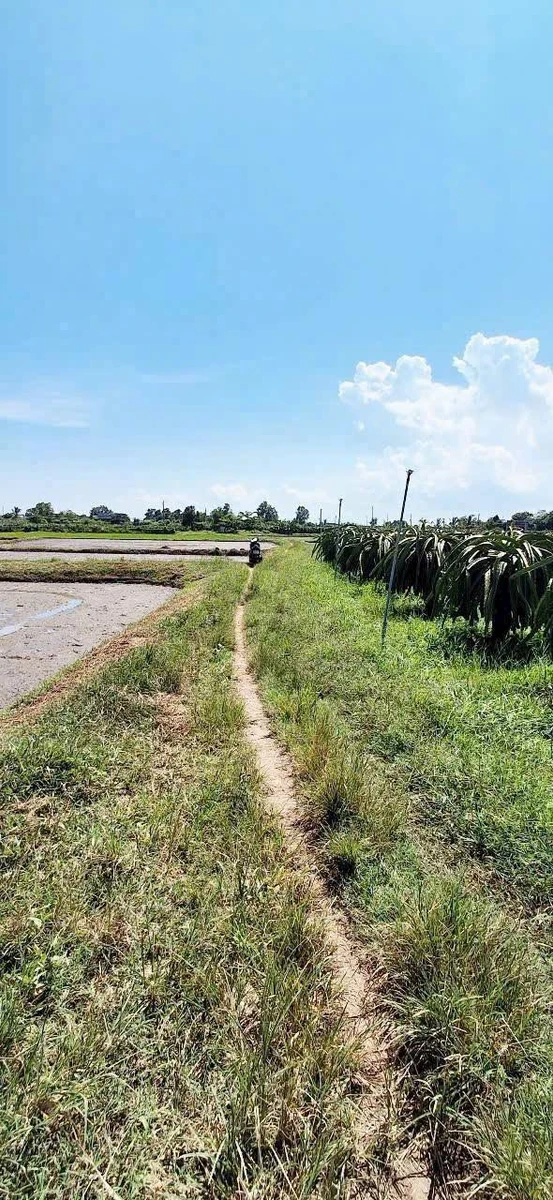 Bán đất 500m2 ở Hàm Liêm, Lâm Đồng - Ảnh thu nhỏ 2