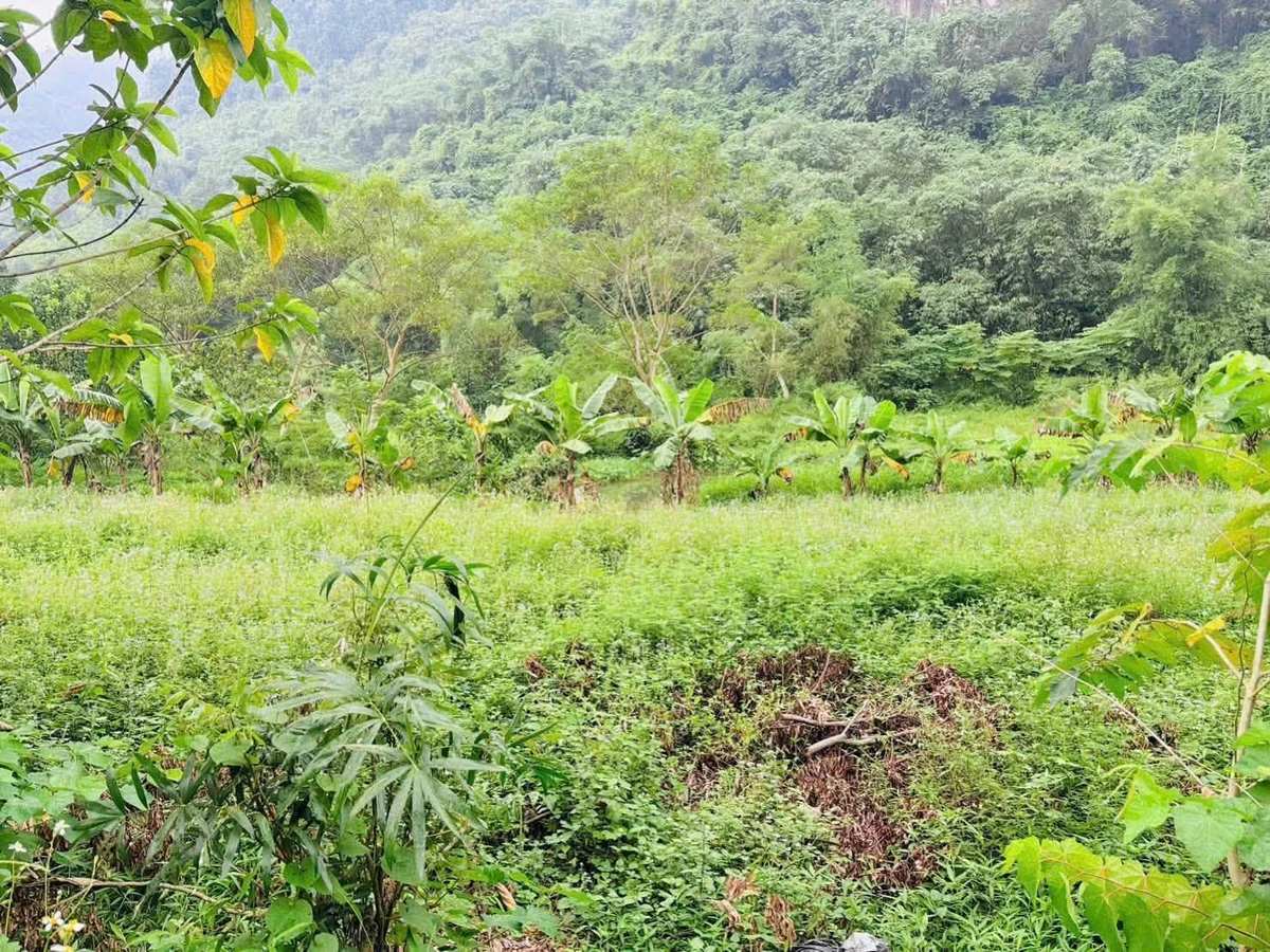 Bán đất 1160m² view núi, Đú Sáng, Kim Bôi, Hòa Bình - Ảnh thu nhỏ 4