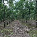 Bán 4,2 ha đất trồng cao su đang thu hoạch, giá 2,2 tỷ, huyện Ea Súp, Đắk Lắk - Ảnh thu nhỏ 2