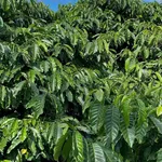Bán đất nông nghiệp 1 hectare tại km65 Đắk Lắk, 3,75 tỷ - Ảnh thu nhỏ 3