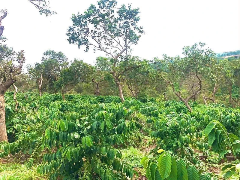 Bán 1ha đất vườn cà phê xen tiêu có nhà, ao hồ tại Nhân Cơ, Đắk R'Lấp, Đắk Nông