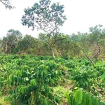 Bán 1ha đất vườn cà phê xen tiêu có nhà, ao hồ tại Nhân Cơ, Đắk R'Lấp, Đắk Nông - Ảnh thu nhỏ 1