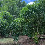 Bán đất vườn 500m² Bảo Vinh, Đồng Nai, 650 triệu - Ảnh thu nhỏ 5