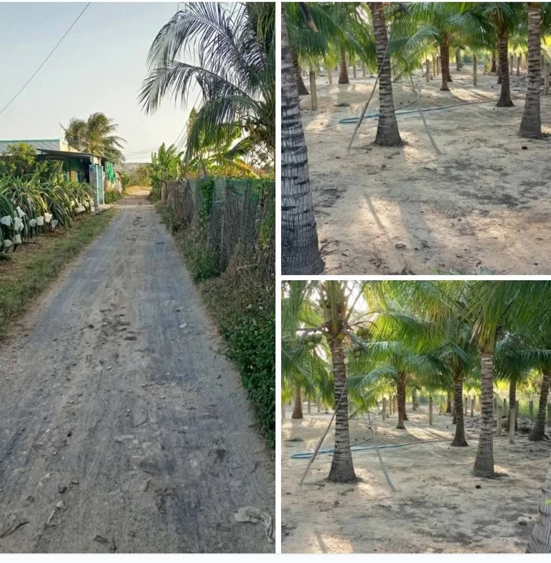 Bán đất 500m2 (160m2 thổ cư) tại Phú Long giá 1,25 tỷ - Ảnh 1