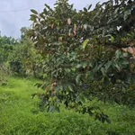 Bán đất giáp Suối Đá lớn - có sẵn thổ cư - mặt tiền nhựa lớn - khu dân cư - Ảnh thu nhỏ 31