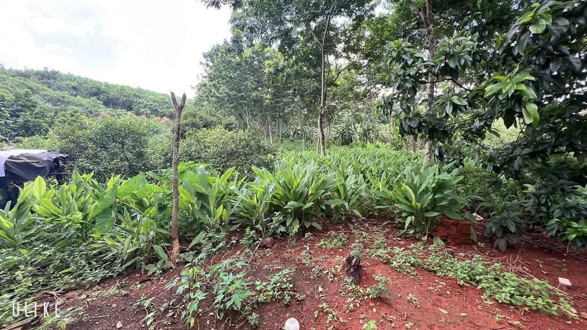Bán đất nông nghiệp 1.9 ha Tân Lợi, Đồng Nai, 2 tỷ - Ảnh 1