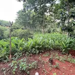 Bán đất nông nghiệp 1.9 ha Tân Lợi, Đồng Nai, 2 tỷ - Ảnh thu nhỏ 1