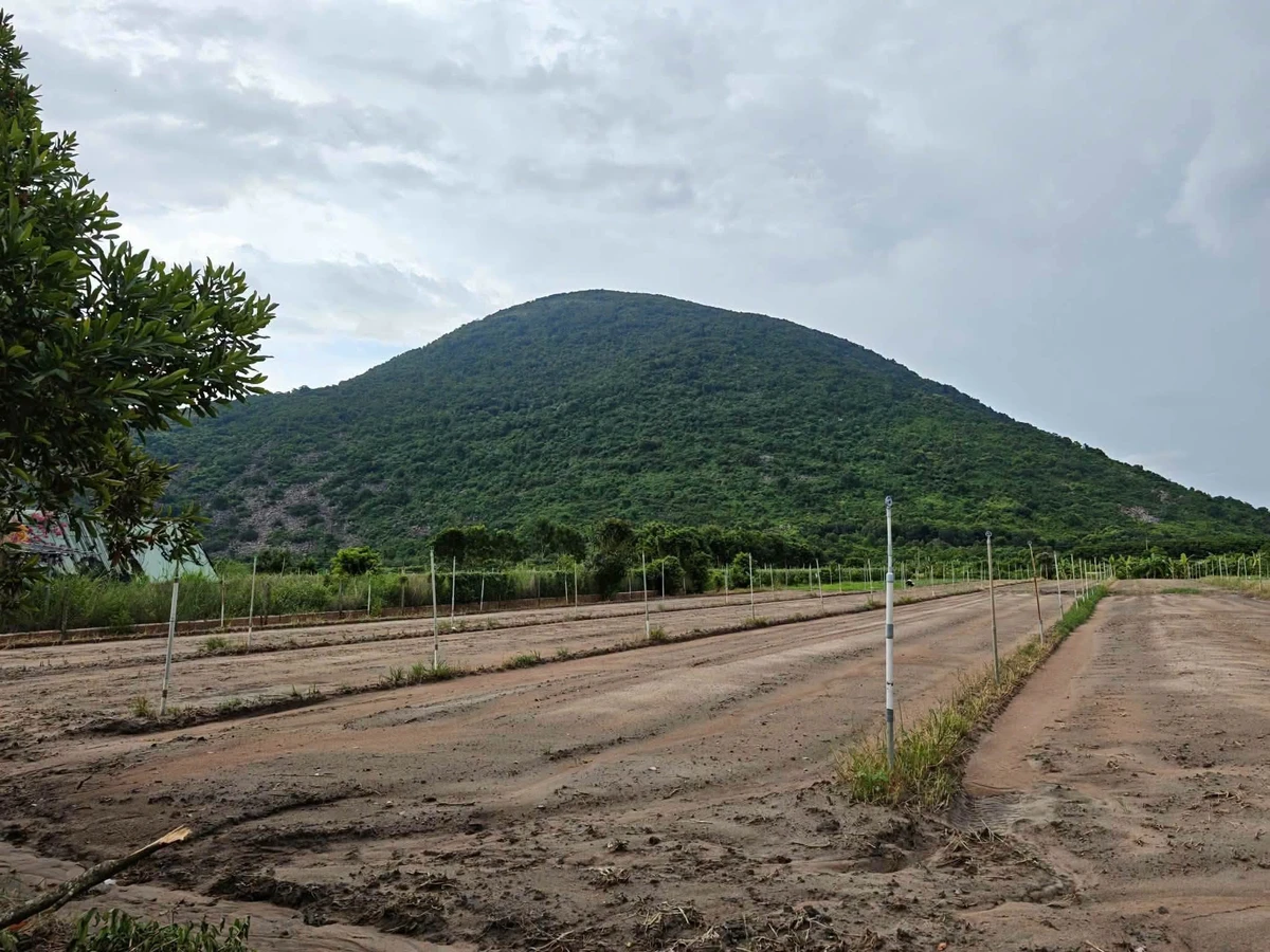 Bán đất trồng cây 600m² Tây Ninh, Phường Bình Minh - Ảnh thu nhỏ 5