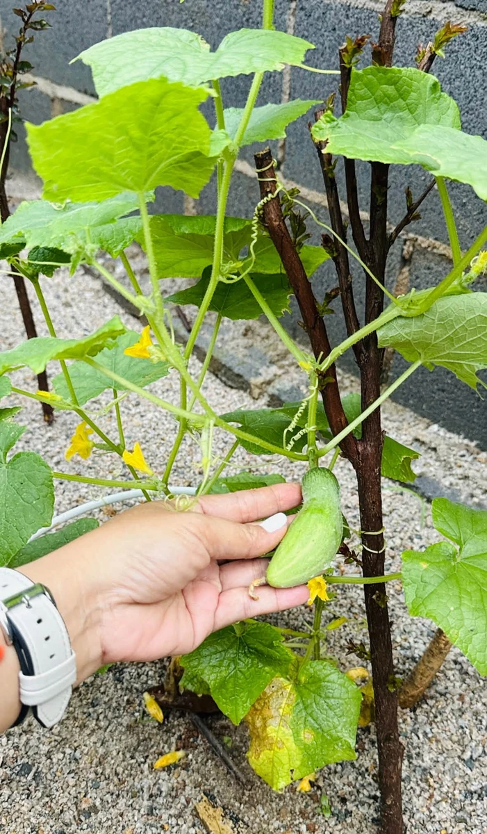Bán đất 535m2 Tam Long Nhà Bè, 2 mặt tiền, 3 tỷ 200 - Ảnh thu nhỏ 2