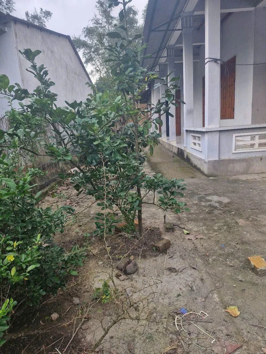Bán nhà mái thái 3PN Tịnh Châu, 290m² - 1,15 tỷ - Ảnh thu nhỏ 4