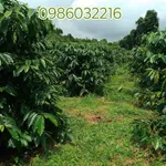 Bán đất rẫy cà phê 4.3 ha Gia Nghĩa, Đắk Nông - Ảnh thu nhỏ 4