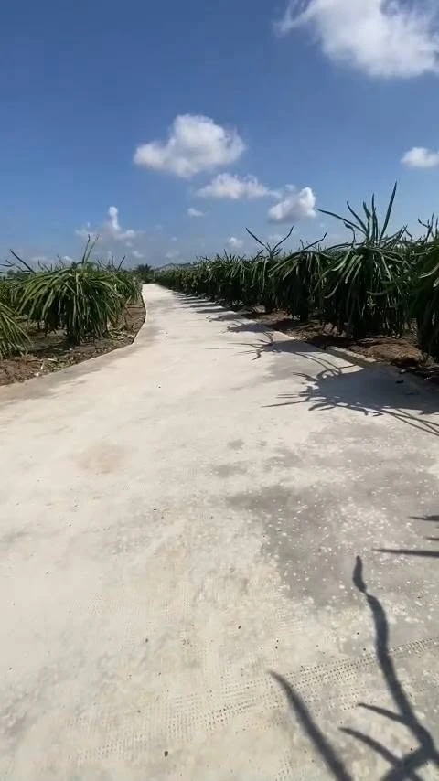 Bán đất thổ 2000m² tại Châu Thành, Long An - Ảnh thu nhỏ 2