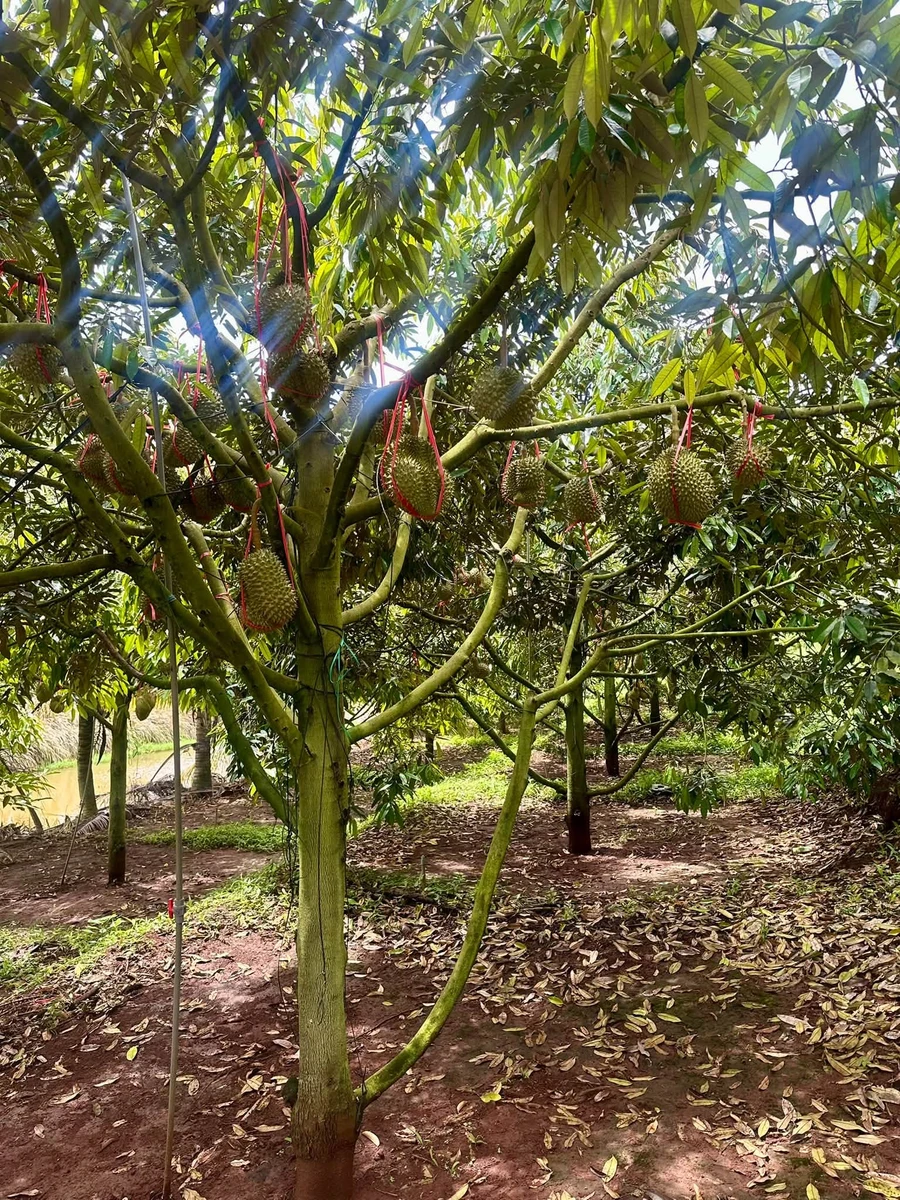 Bán rẫy sầu riêng 2,5ha thu 57 tấn tại Cư Nế - Ảnh thu nhỏ 2