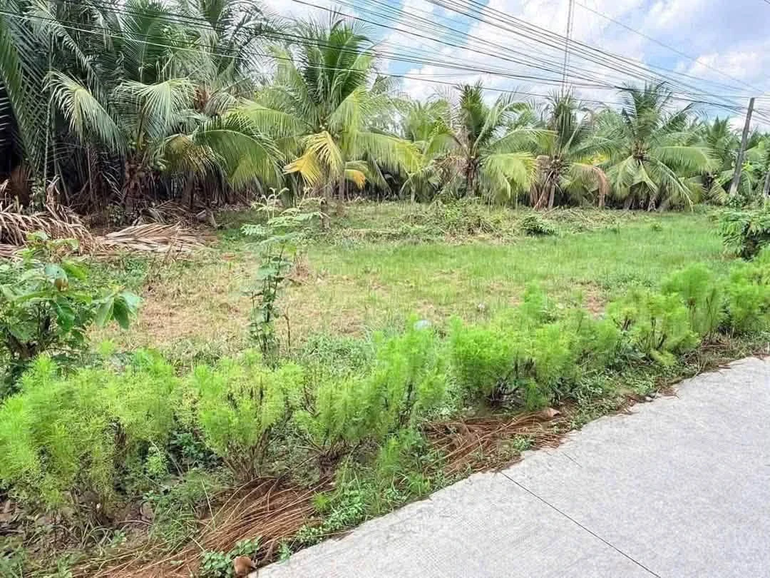 Bán đất mặt tiền 1336m2 Giồng Trôm 1 tỷ 950 triệu - Ảnh thu nhỏ 5