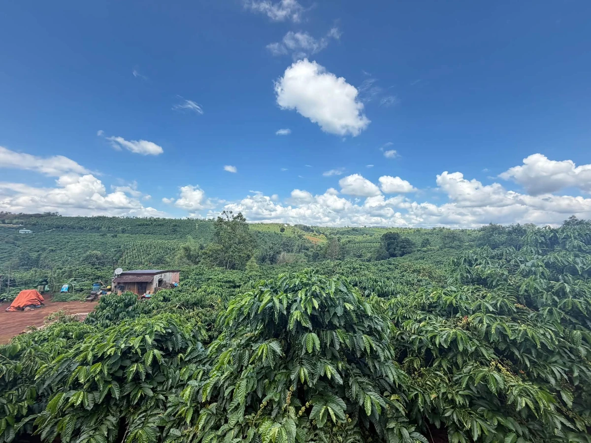 Bán nhanh vườn cà phê 2 hecta, sản lượng 8-9 tấn, Gia Lai - Ảnh thu nhỏ 5