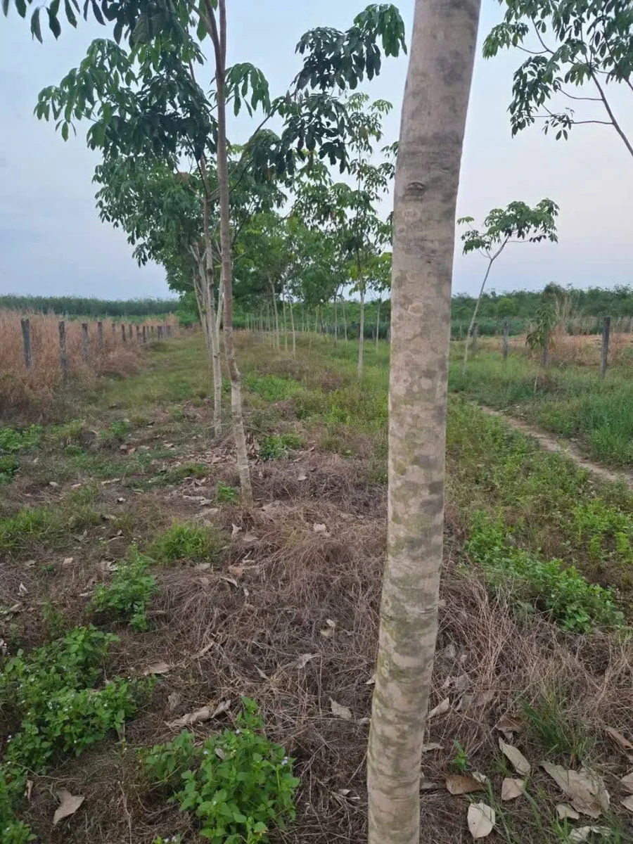 Bán 5.865m² đất có 16m mặt tiền, Tây Ninh, 1,2 tỷ - Ảnh thu nhỏ 2