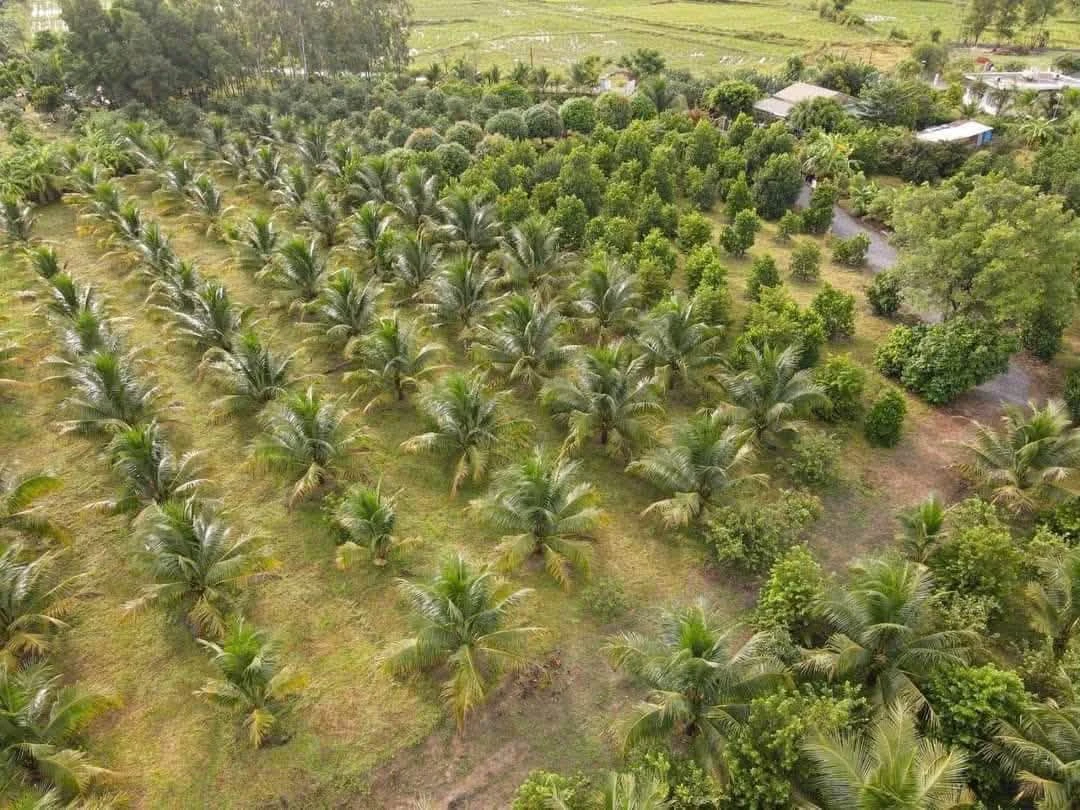 Bán farm 1,6 hecta Ninh Hưng, Ninh Hòa, giá 5,8 tỷ - Ảnh thu nhỏ 3