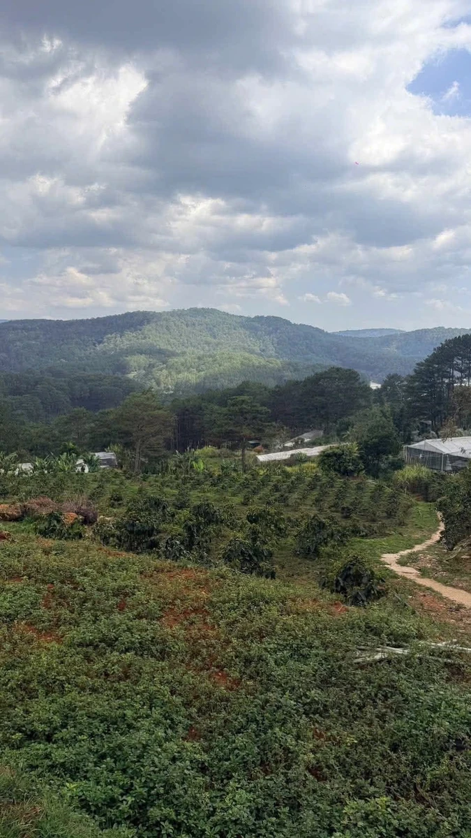 Bán gấp 2.000 m2 đất vườn đường Hoàng Hoa Thám, Phường 10, Đà Lạt - Ảnh 1